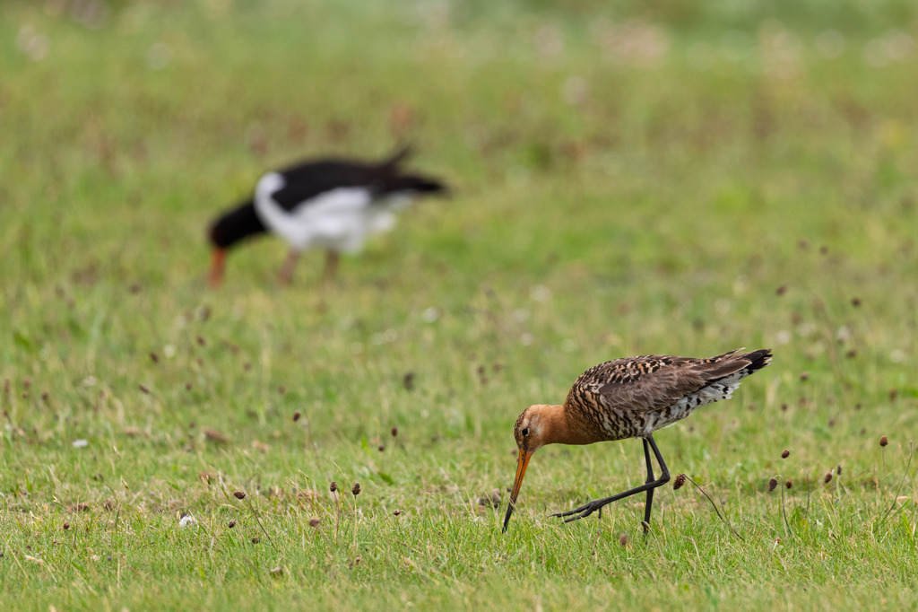 Uferschnepfe | Im Hintergrund ein Austernfischer - Realisiert mit Pictrs.com