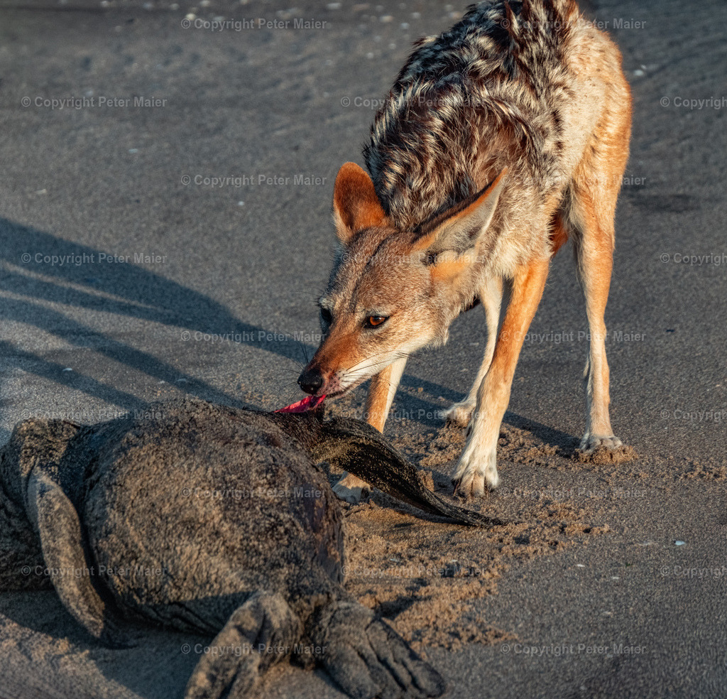 Sandwitch_Harbour_Namibia-55 | piet_flosse