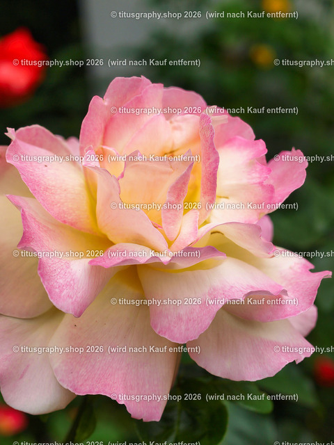 titusgraphy_P6291892-vz-ln | titusgraphy-shop: Geschenkideen mit Qualitätsfotos. titusgraphy-shop: gift ideas with quality photos. titusgraphy-shop: idées cadeaux avec photos de qualité.  - Realisiert mit Pictrs.com