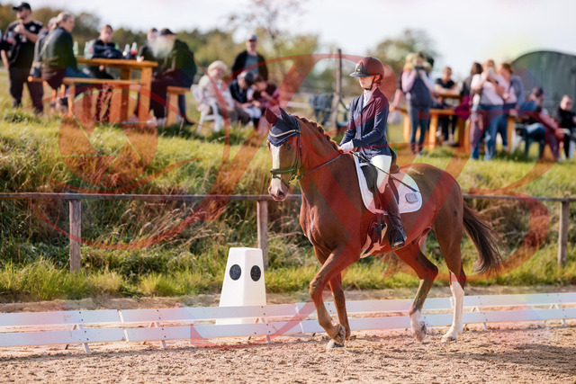2026_10_03_Siefer-Hof_123411_Z81_31845325 | Professionelle Reitsport-, Turnier- und Eventfotografie von Robert Broda. Galerien mit ausgewählten und bearbeiteten Bildern direkt online ansehen und bestellen.