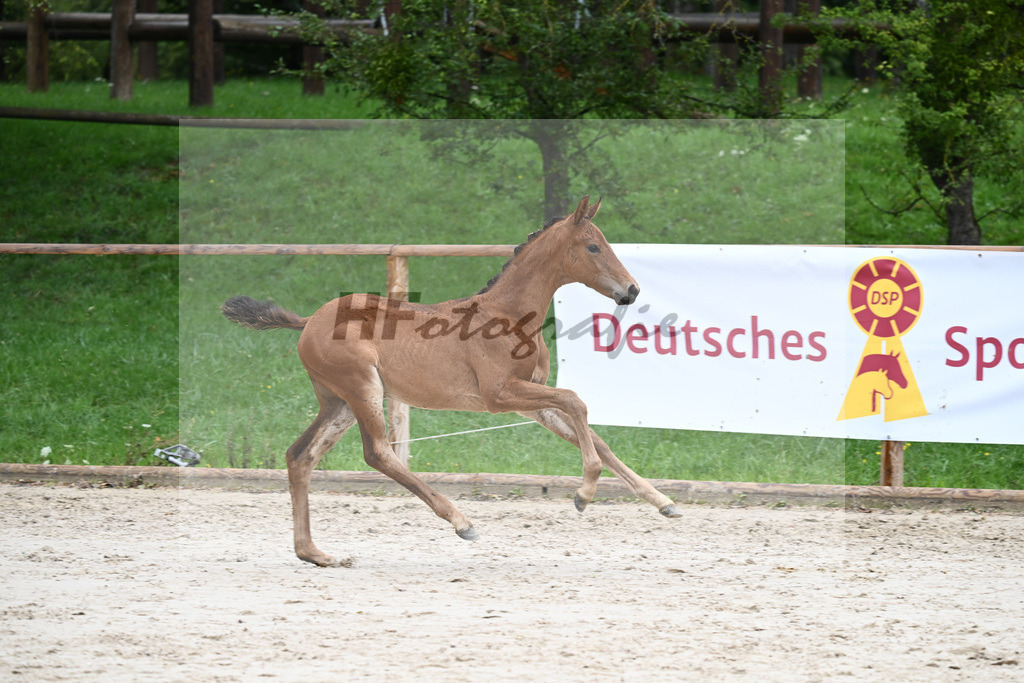 Kat-Nr. nn SF Vitalos_Kopp_25230420 | hf-fotografie - Realisiert mit Pictrs.com
