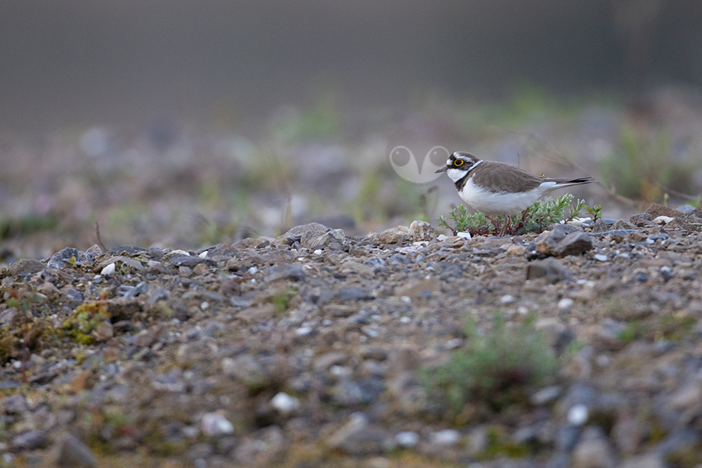 20220413070654-5 | Der Flussregenpfeifer (Charadrius dubius) ist eine Vogelart aus der Familie der Regenpfeifer (Charadriidae). In Mitteleuropa ist der Flussregenpfeifer ein verbreiteter, aber wenig häufiger Brut- und Sommervogel. Während der Zugzeiten ist er verhältnismäßig häufig als Durchzügler und Rastvogel zu beobachten. - Realisiert mit Pictrs.com