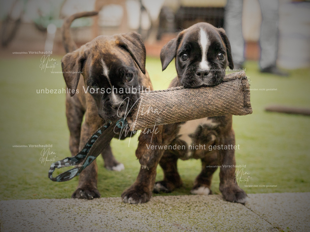 _16A1624-1 | Einzigartige Fotos von Hunden & Menschen –Actionfotos, Portraits, Vereinsaufnahmen & Paarshootings – authentisch, lebendig & mit Herz.