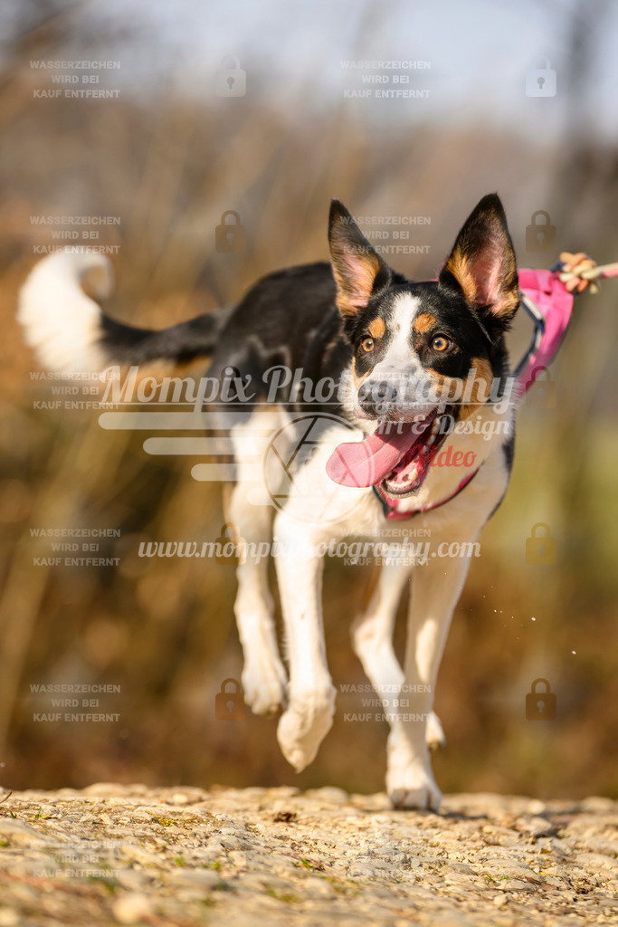 MompixPhotography_6ReiatRennen2026_SA_HappyDog-157 | PayLife