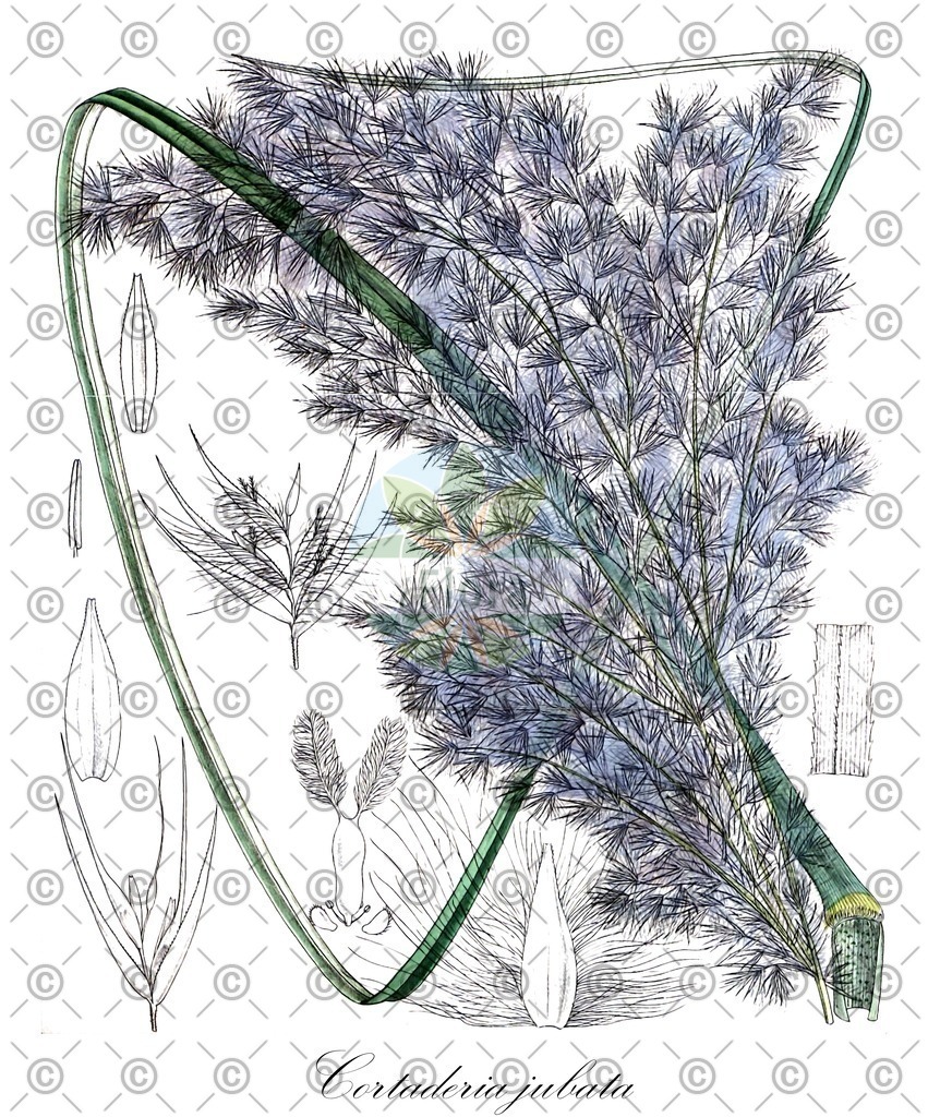HistAbb_EMP_7710070_3_FloraD_Simple | Historische Abbildung von Cortaderia jubata - Poaceae | Historical Illustration of Cortaderia jubata - Poaceae