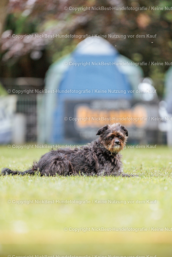 RO-Blumenthal-2026-Nickbest-Hundefotografie-2399 | Dein Hund! Dein Moment! Deine Erinnerungen! Hundefotografie in Bremen Blumenthal. Ich fange die besonderen Momente deines Vierbeiners ein – ob Indoor mit Blitzanlage oder in der freien Natur. Sicher dir dein Moment und dein Termin für eure Erinnerungen.