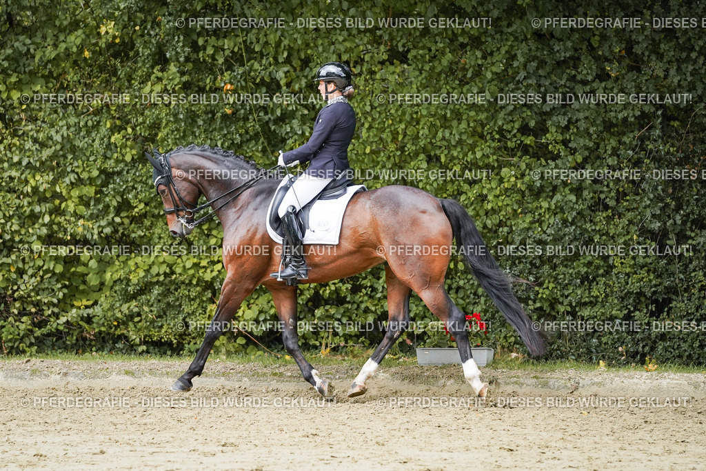 DSC06331 | Pferdegrafie