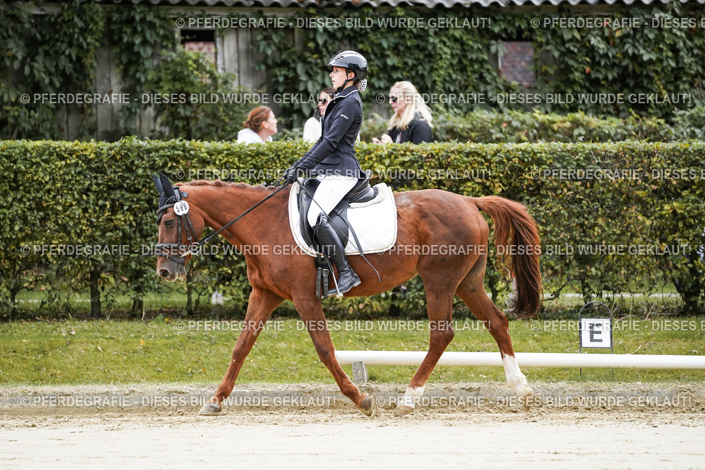 DSC04360 | Pferdegrafie