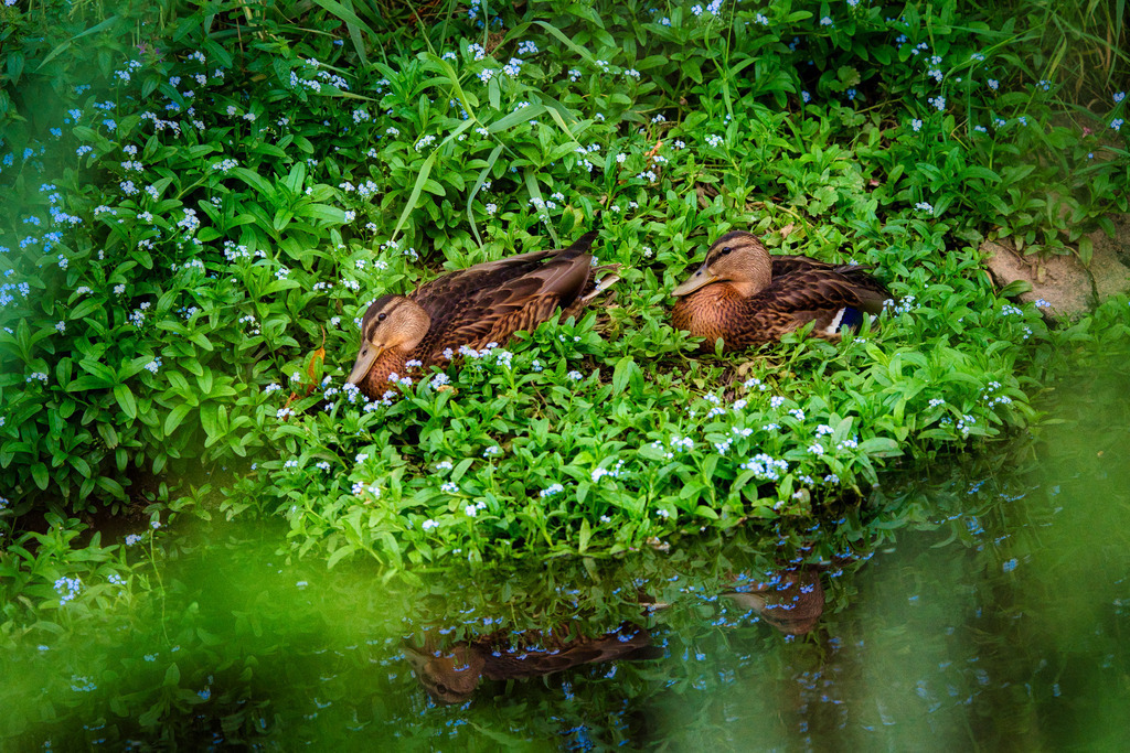 DSC00781 | die schönsten Bilder aus Wald und Wiese, sowie Streifzüge durch den Garten mit der gesamten Blumen & Insektenwelt.   - Realisiert mit Pictrs.com