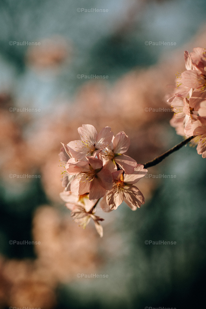 20220324_PaulHense_S0015_DSC03463 | paulhense - Realisiert mit Pictrs.com