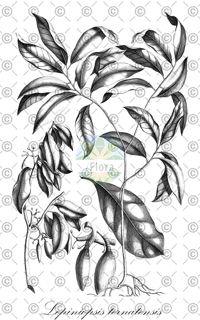 HistAbb_wfo-0000459843_2_ENZY_Simple | Historische Abbildung von Lepiniopsis ternatensis - Apocynaceae | Historical Illustration of Lepiniopsis ternatensis - Apocynaceae