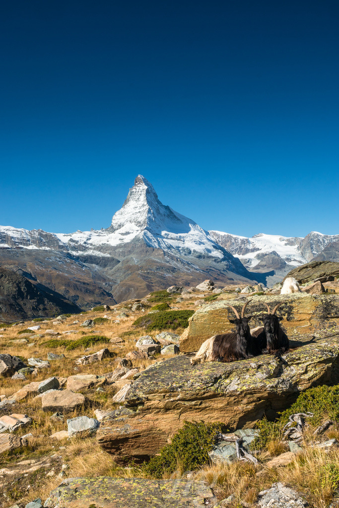 Schwarzhalsziegen vor Matterhorn, Zermatt | Die ideale Geschenkidee für Naturliebhaber. Naturbilder von Marcel Gross Photography für ihr Zuhause in den verschiedensten Formaten und Materialien. - Realisiert mit Pictrs.com