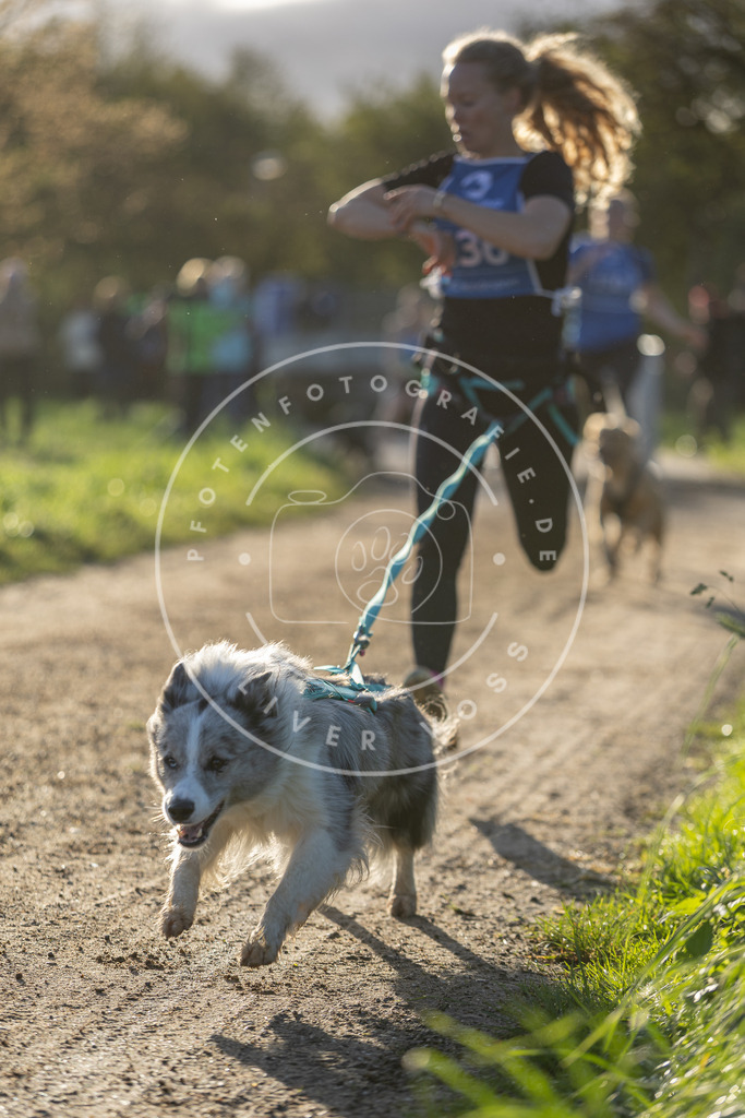 Pfotenfotografie.de_DV3A2932 | Hundefotografie, Tierfotograf, Pfotenfotografie, Fotoshooting Hund, Hunde Portrait, Hundesport, Hundeportraits, Heideshooting, Hunde, Sportfotograf, Hundefotograf, Turnierhundsport, THS, canicross - Realisiert mit Pictrs.com