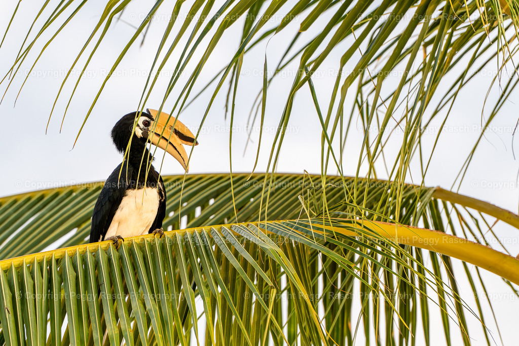 Thailand_Hornbills_2025 (10) | PeggyRaschPhotography - Realisiert mit Pictrs.com
