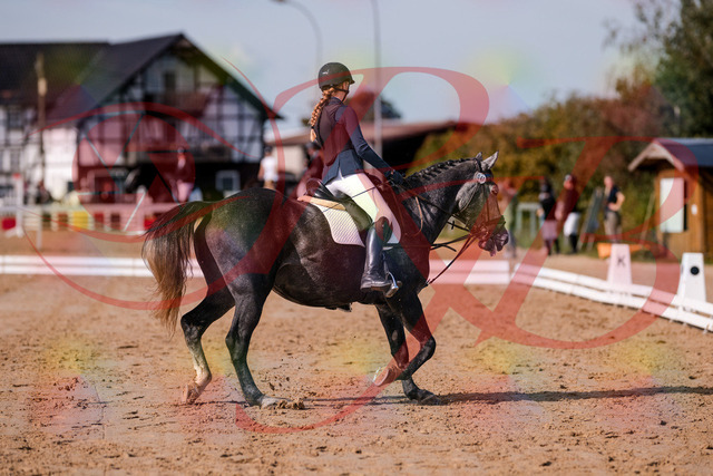 2026_10_03_Siefer-Hof_120042_Z81_02842425 | Professionelle Reitsport-, Turnier- und Eventfotografie von Robert Broda. Galerien mit ausgewählten und bearbeiteten Bildern direkt online ansehen und bestellen.