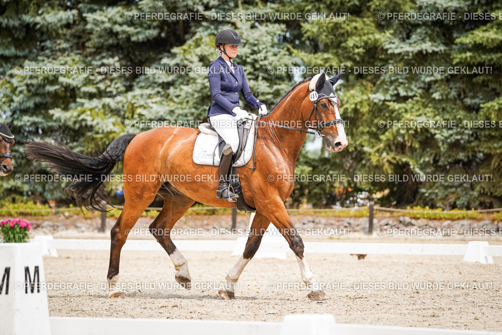 DSC04056 | Pferdegrafie