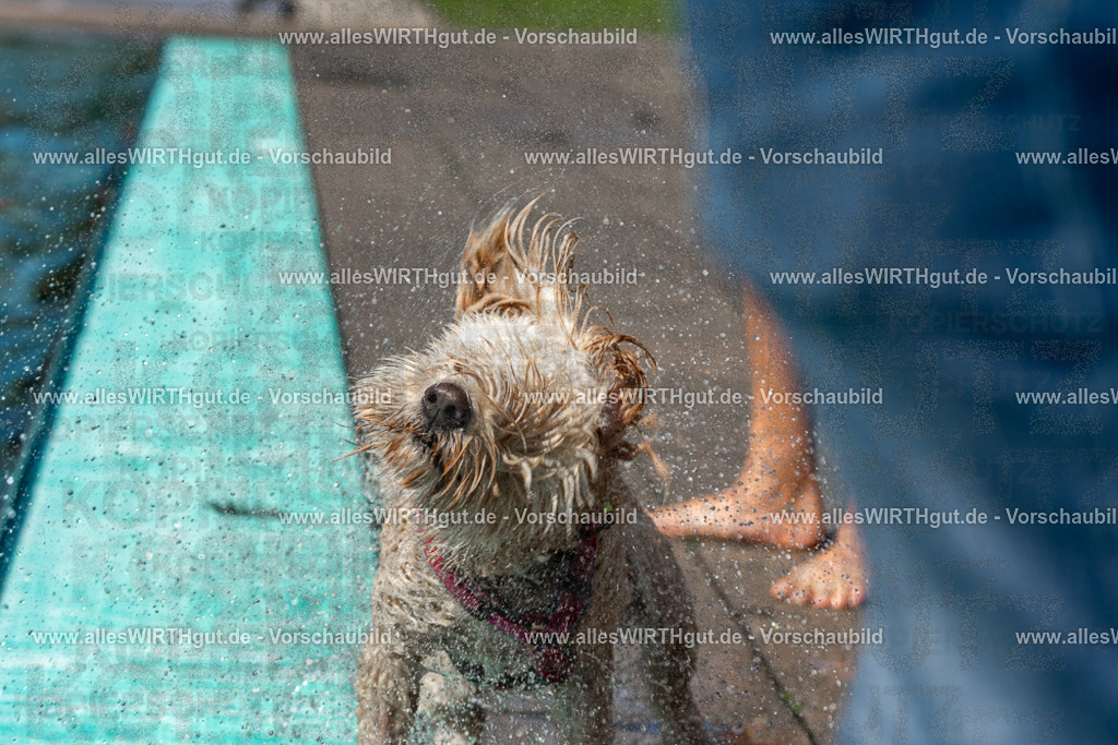 Hundeschwimmen_Volksbad_2026-allesWIRTHgut_Tierfotografie-2609061234-FAY06508 | Professionelle Tierfotografie in Mönchengladbach von Daniel Wirth (allesWIRTHgut). Liebevolle & natürliche Bilder von Hunden & Katzen für unvergessliche Erinnerungen.