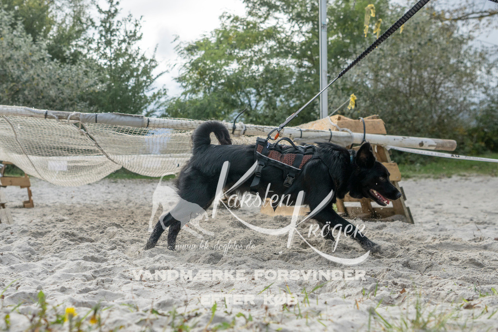 1137_ZZ98624 | kk-dogfotos