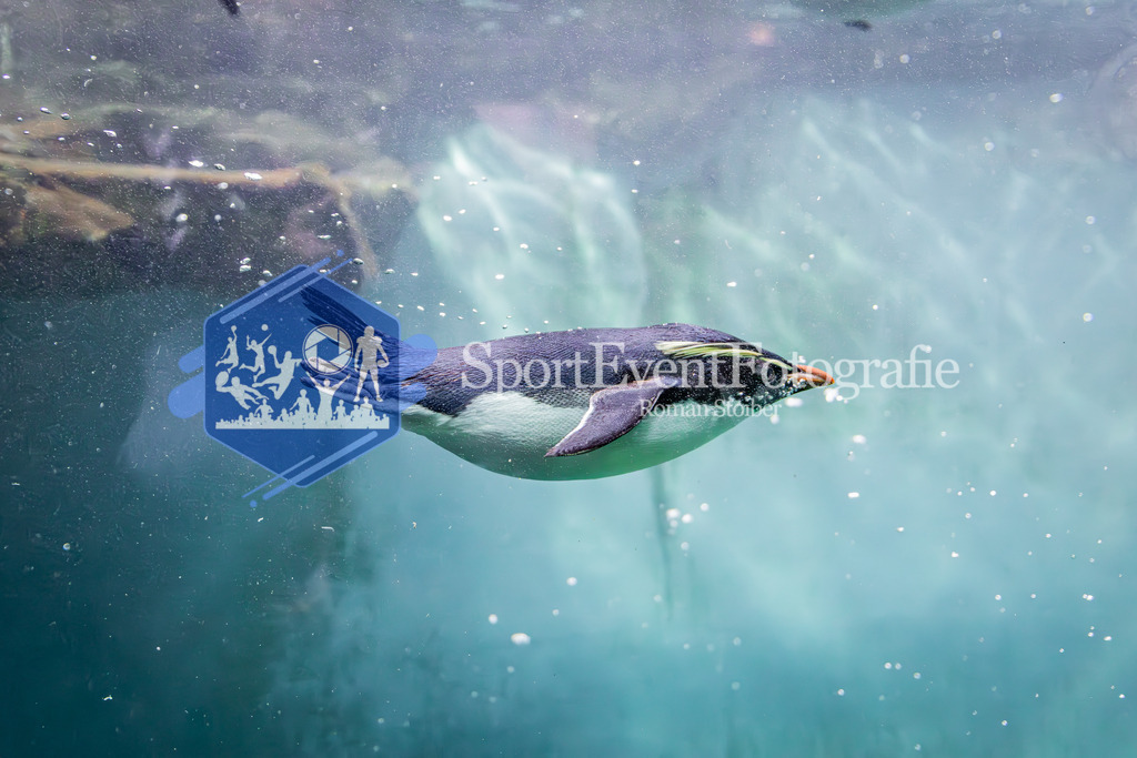 IMAG7724 | SportEventFotografie - Roman Stoiber