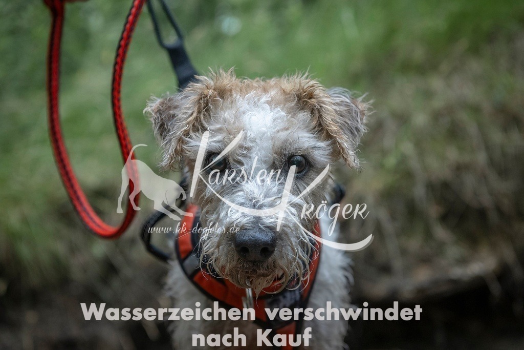 0925_ZZ91942T | kk-dogfotos