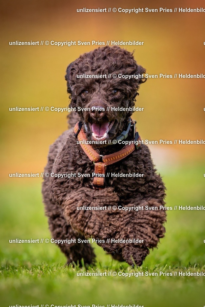 Sven Pries | 2024-09-22 - Hunderennen Baden-BadenPudelverein - Realisiert mit Pictrs.com