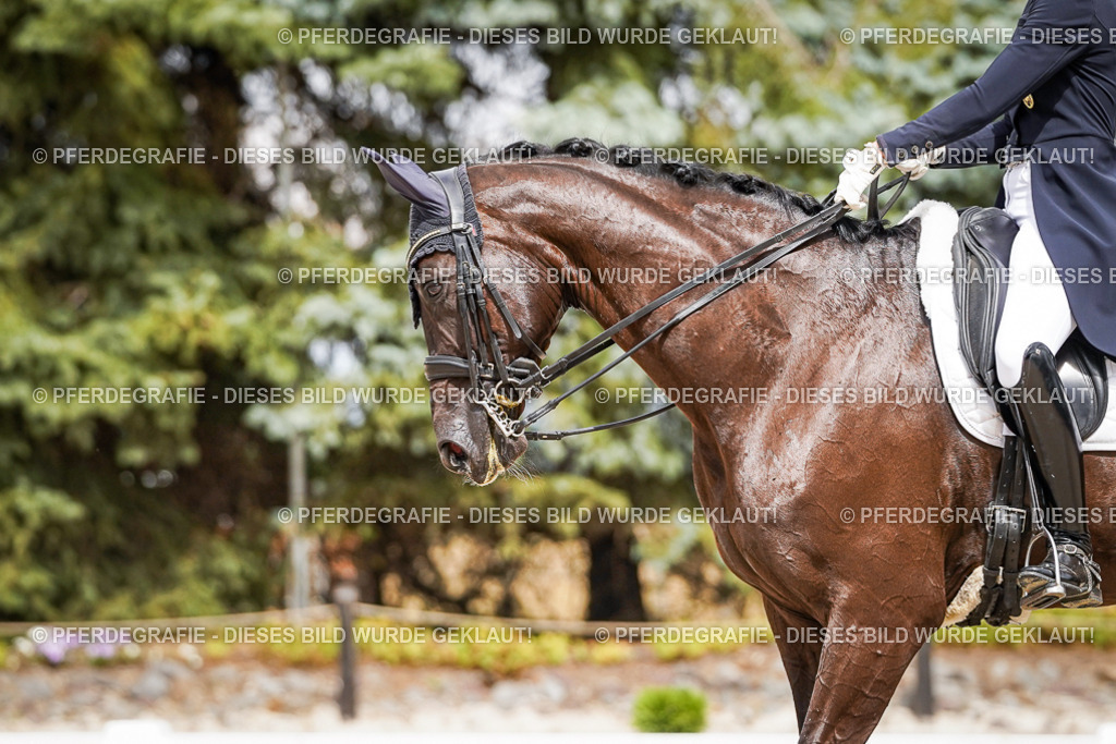 DSC06063 | Pferdegrafie