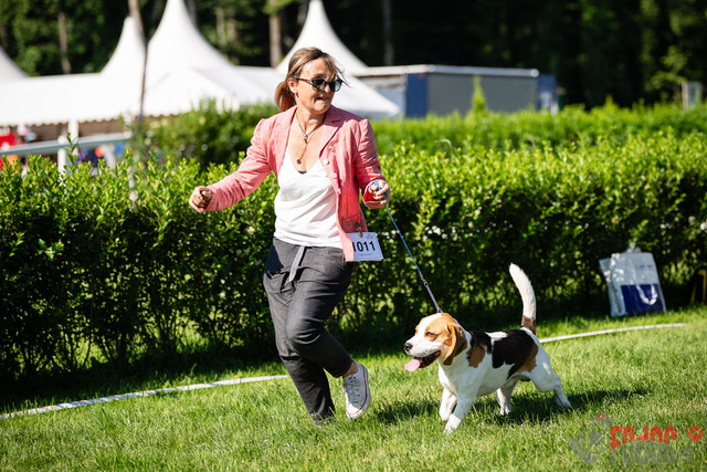 Dogshow CACIB Sonntag in Aarau | Dogshow CACIB Sonntag in Aarau. 25.06.2023 Foto: LeoWyden