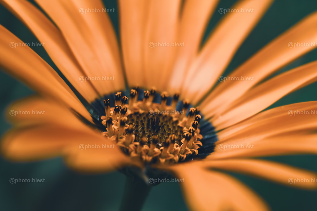 Orange Dream | Eine wunderschöne Blüte im Garten. - Realisiert mit Pictrs.com