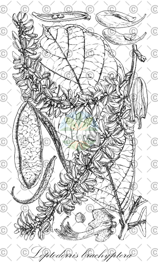 HistAbb_wfo-0001168592_1_ENZY_Simple | Historische Abbildung von Leptoderris brachyptera - Fabaceae | Historical Illustration of Leptoderris brachyptera - Fabaceae