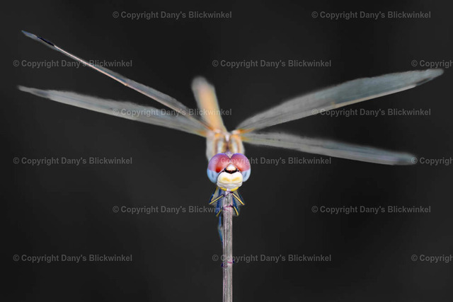 20199 | Tierfotografie, Tierkalender, Tierbilder, Insekten, Spinnen, Vögel, Schmetterling, Libellen, Leinwand, Colorkey, Qualität, Geschenkartikel, Geschenk - Realisiert mit Pictrs.com