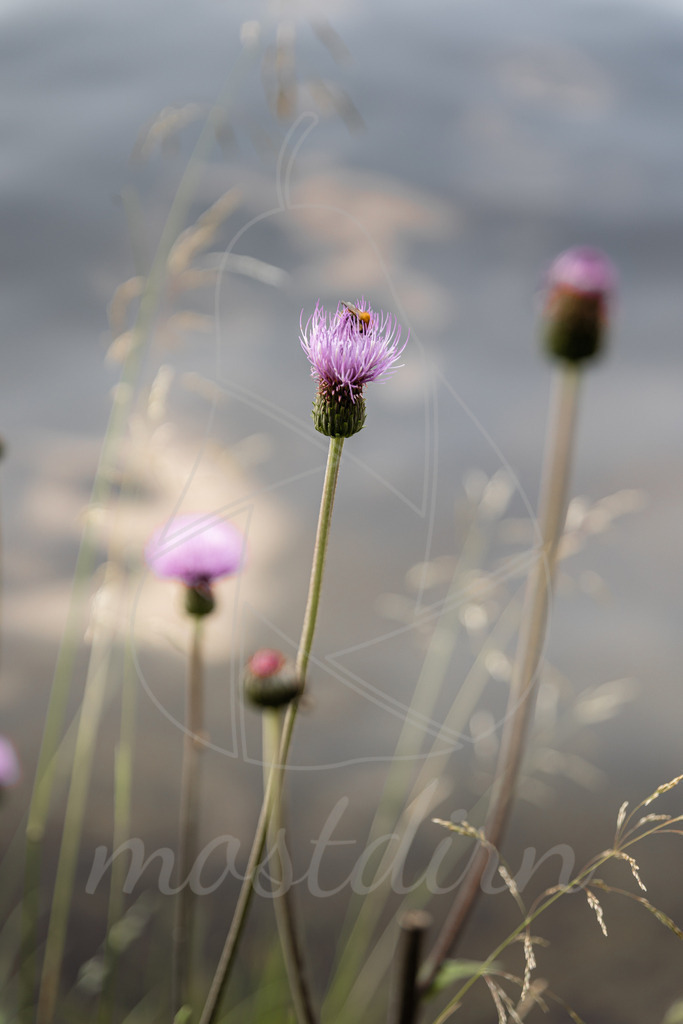 Kratzdistel | Bei Veröffentlichung des Bildes ist eine Namensnennung wie folgt erforderlich: 
Foto: Mostdirn Irmgard Wieser
 - Realisiert mit Pictrs.com