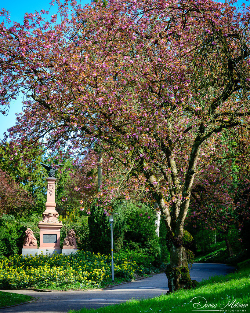 Der Stadtpark in Mainz | Der Mainzer Stadtpark