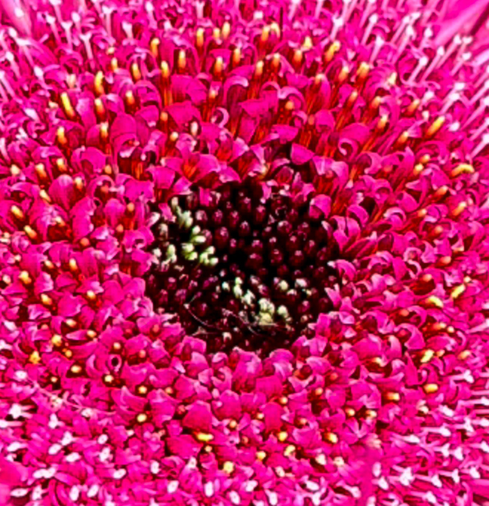 Pink Galaxy: Abstraktes Gerbera-Zentrum im Extrem-Makro | Faszinierende florale Strukturen im extremen Nahfokus. Diese makrofotografische Kunstaufnahme verwandelt das Innere einer pinkfarbenen Gerbera-Blüte in eine surreale, kosmisch wirkende Textur. Ein moderner, intensiver Farbakzent, der als großformatiger Fine Art Print, edles Acrylglas oder Alu-Dibond perfekt in designorientierte Wohnräume, Lofts oder kreative Büros passt. - Realisiert mit Pictrs.com
