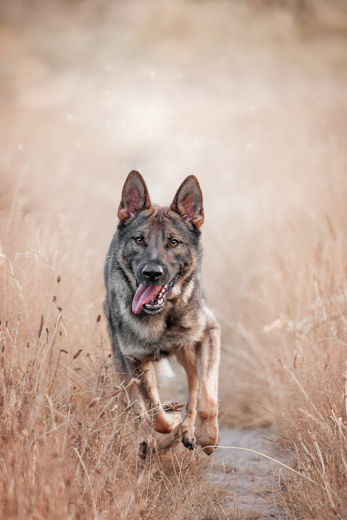 Hundefotografie in der Natur Outdoor | Hundefotografie Bremen Blumenthal und um zu 