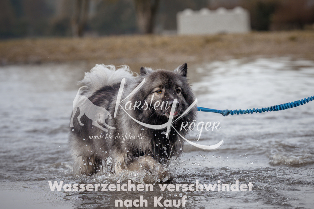 1121_ZZ94142 | kk-dogfotos