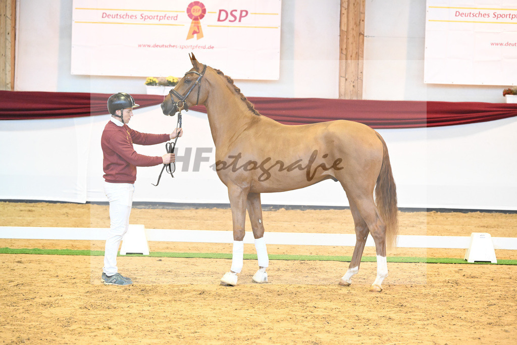 Kat-Nr. 57 v. Vivaldos_Regele_66222110 | hf-fotografie - Realisiert mit Pictrs.com