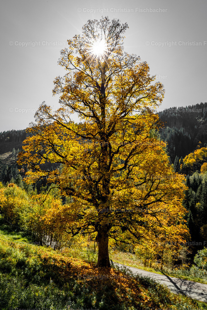 Fotos_Copyright_Chri_Fischbacher_Druck-277 | Bildershop Chri Fischbacher - Realisiert mit Pictrs.com