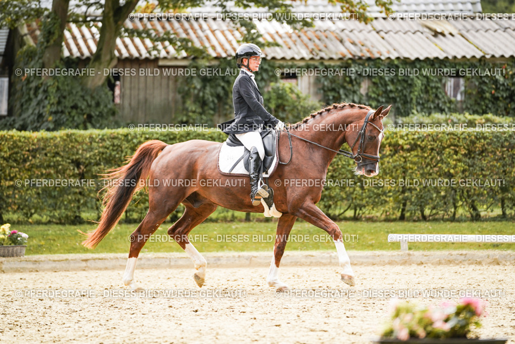 DSC01591 | Pferdegrafie