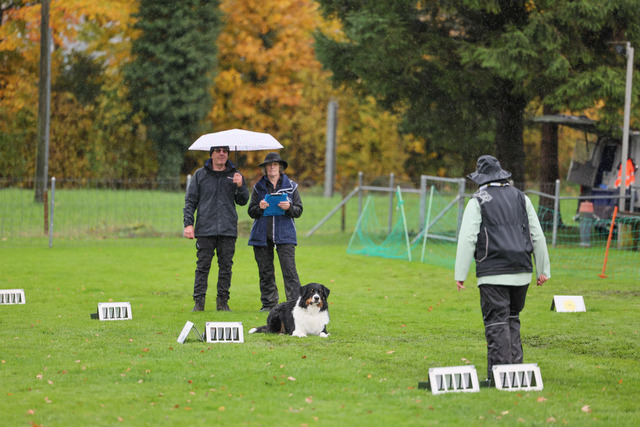 2025_Rally_Obedience_SM-127 | Ich fotografiere Hundeausstellungen, Sportanlässe, Zuchtstätten, Hundezucht, Hundeportrait, Lagotto - Realisiert mit Pictrs.com