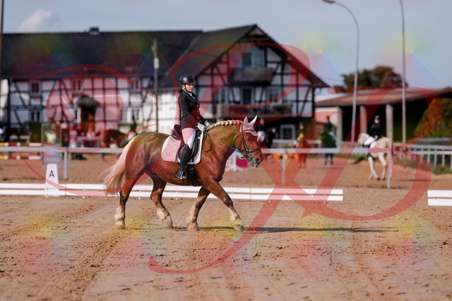 2026_10_03_Siefer-Hof_114047_Z81_83310473 | Professionelle Reitsport-, Turnier- und Eventfotografie von Robert Broda. Galerien mit ausgewählten und bearbeiteten Bildern direkt online ansehen und bestellen.