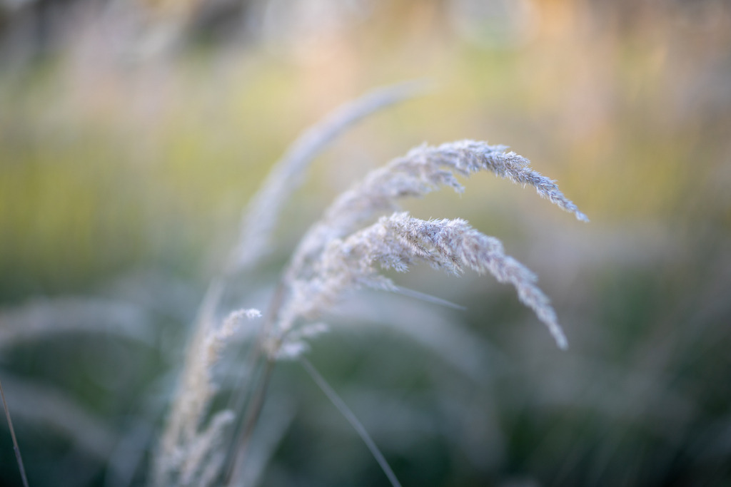 IMG_4778 | ehrlichefotos - Realisiert mit Pictrs.com