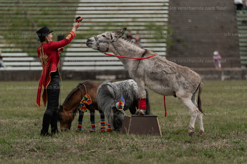 Showprogramm-269 | working equitationturnier fotograf videograf stoibphotography marixx film working equitation deutschland reitsport turnierfotografie eventfotografie equestrian events