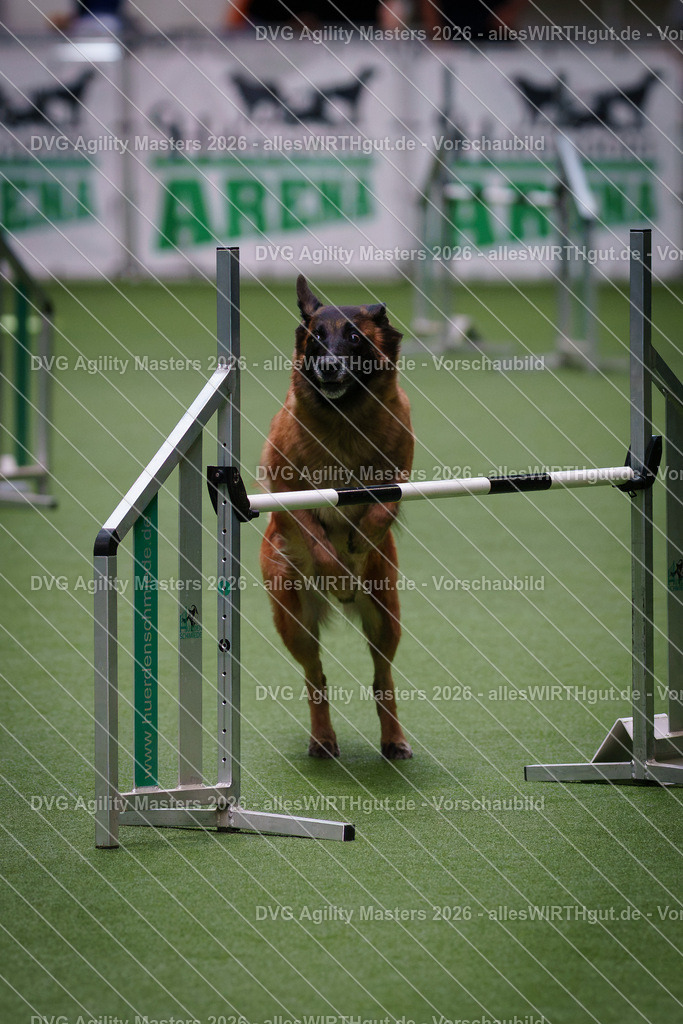 allesWIRTHgut_Tierfotografie-DVG_Agility_Masters_2026-09_34-7R502089 | Professionelle Tierfotografie in Mönchengladbach von Daniel Wirth (allesWIRTHgut). Liebevolle & natürliche Bilder von Hunden & Katzen für unvergessliche Erinnerungen.