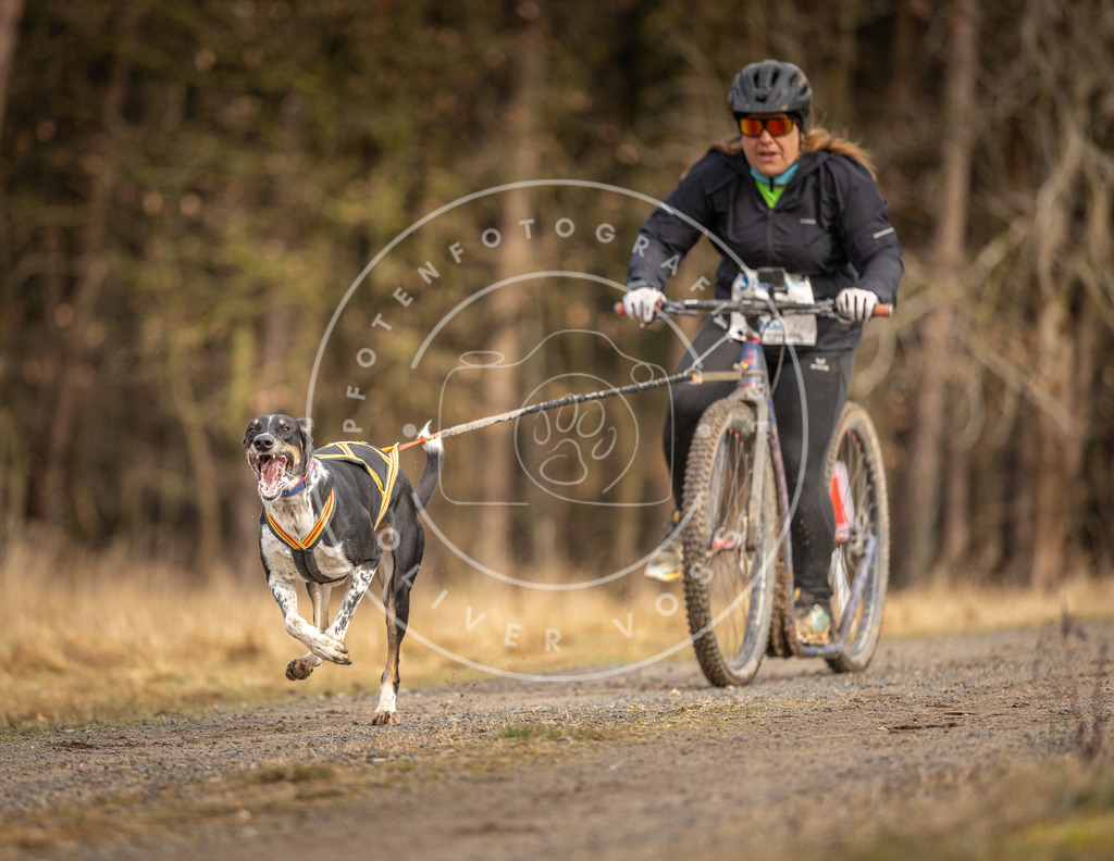 DV3A3439 | Hundefotografie, Tierfotograf, Pfotenfotografie, Fotoshooting Hund, Hunde Portrait, Hundesport, Hundeportraits, Heideshooting, Hunde, Sportfotograf, Hundefotograf, Turnierhundsport, THS,  - Realisiert mit Pictrs.com