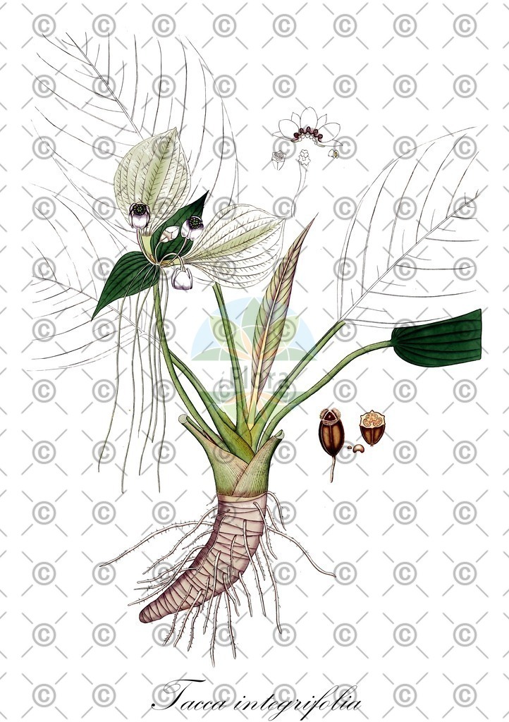 HistAbb_wfo-0001063302_1_ENZY_Simple | Historische Abbildung von Tacca integrifolia - Dioscoreaceae | Historical Illustration of Tacca integrifolia - Dioscoreaceae