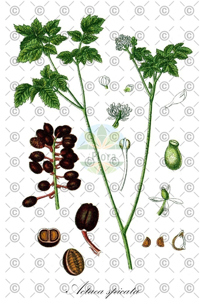 HistAbb_wfo-0000519125_1_ENZY_Simple | Historische Abbildung von Actaea spicata - Ranunculaceae (Christophskraut) | Historical Illustration of Actaea spicata - Ranunculaceae (baneberry;grapewort;herb christopher)