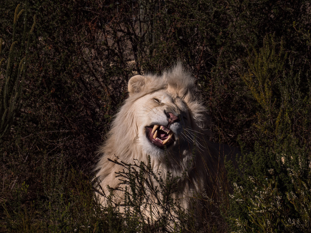 PANA3074-LR | Natur im Moment - Realisiert mit Pictrs.com