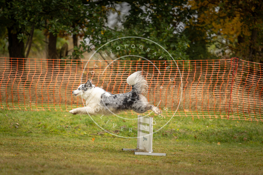 Pfotenfotografie_DV3A1573 | Hundefotografie, Tierfotograf, Pfotenfotografie, Fotoshooting Hund, Hunde Portrait, Hundesport, Hundeportraits, Heideshooting, Hunde, Sportfotograf, Hundefotograf, Turnierhundsport, THS,  - Realisiert mit Pictrs.com