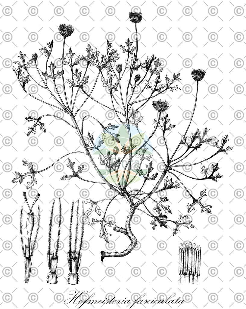 HistAbb_wfo-0000442025_1_ENZY_Simple | Historische Abbildung von Hofmeisteria fasciculata - Asteraceae | Historical Illustration of Hofmeisteria fasciculata - Asteraceae