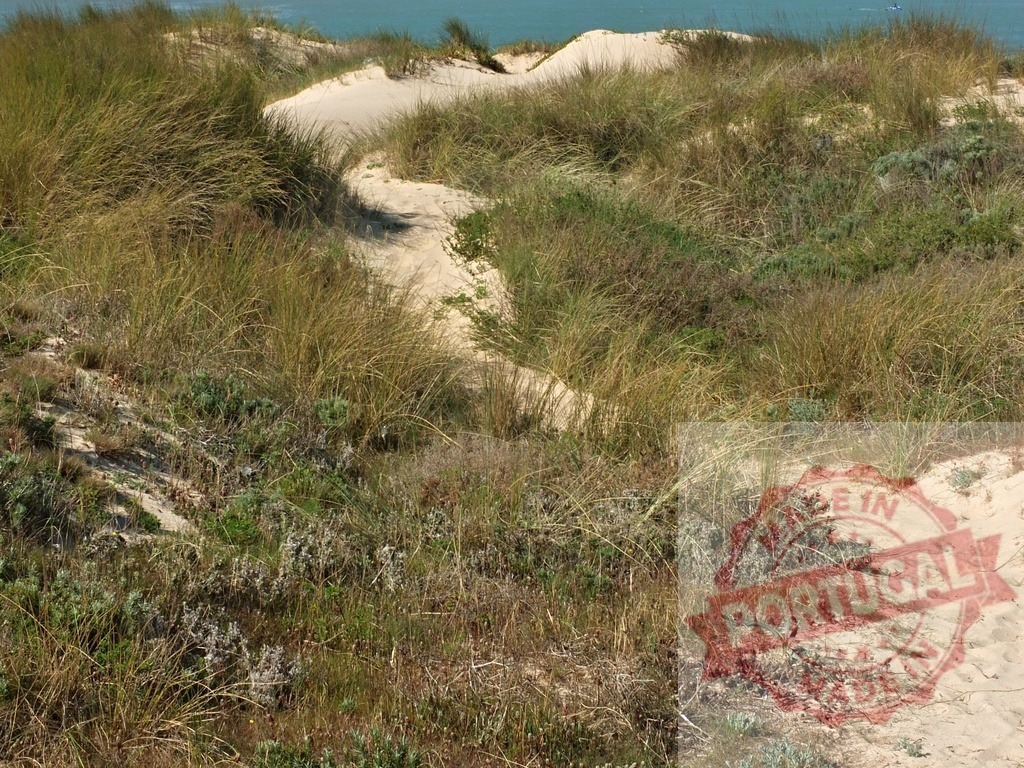 Sand dunes with coastal vegetation near the sea. Centro - Portugal | Sand dunes covered with beach grass and various coastal plants, with the sea visible in the background - Realized with Pictrs.com